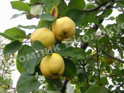 Айва Золотистая