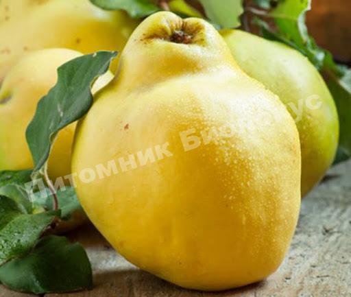 Айва Кубанская урожайная