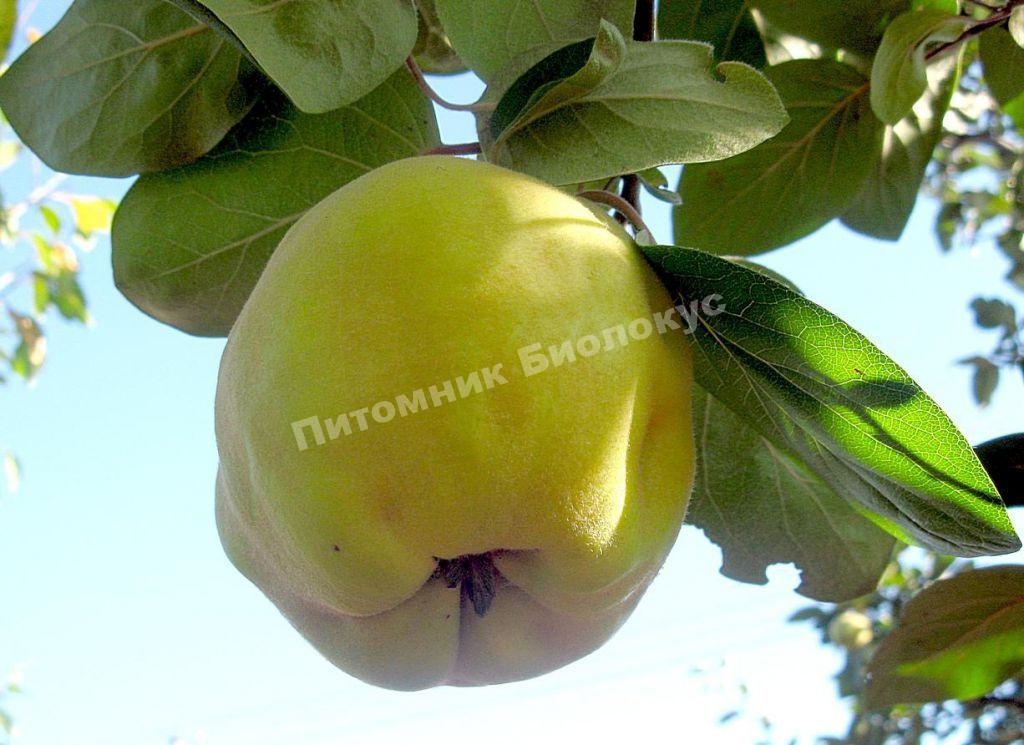 Айва Мускатная