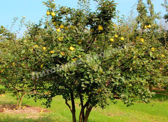 Айва обыкновенная