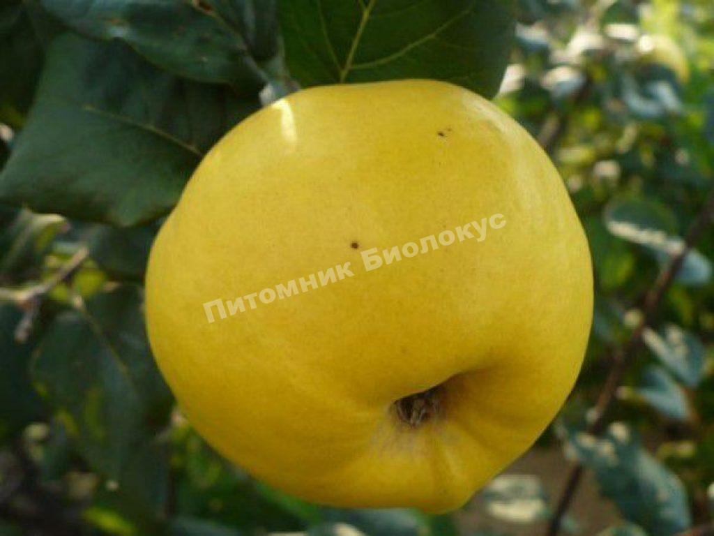 Айва Отличница