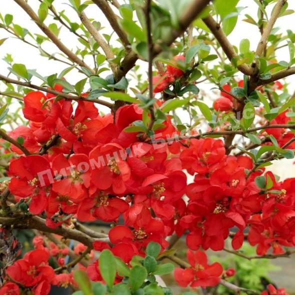 Айва превосходная Николин