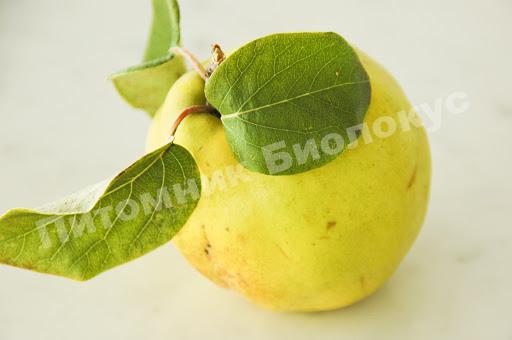 Айва Сочная