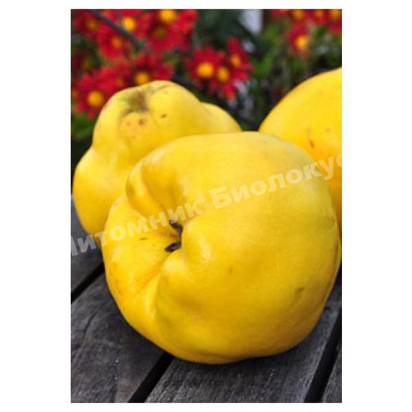 Айва Студентка