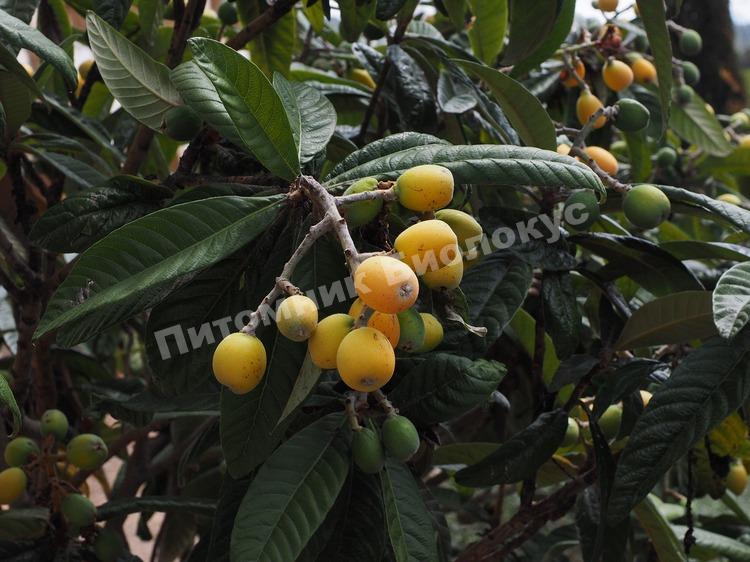 Айва Везувиус