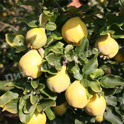 Айва Вранья