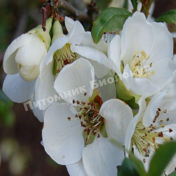 Айва Хеномелес Нивали