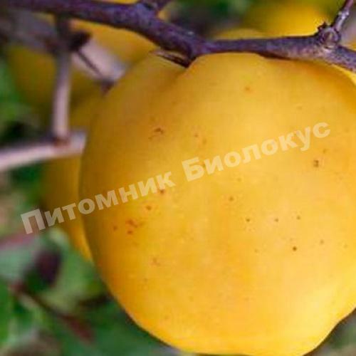 Айва Янтарная Краснодарская