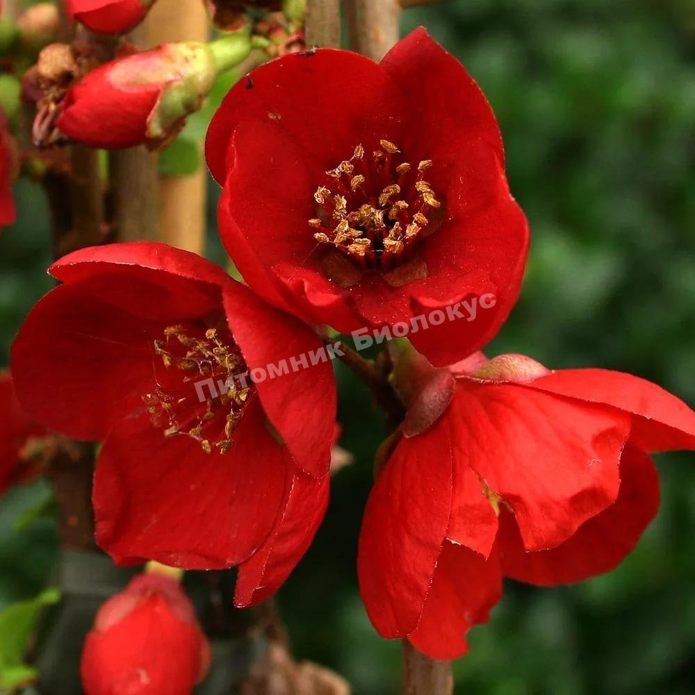 Айва японская Рубра