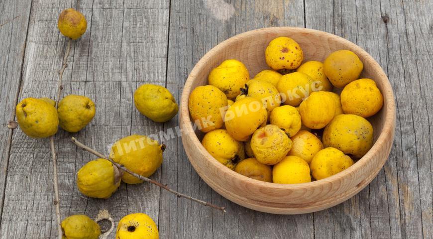 Айва Японская