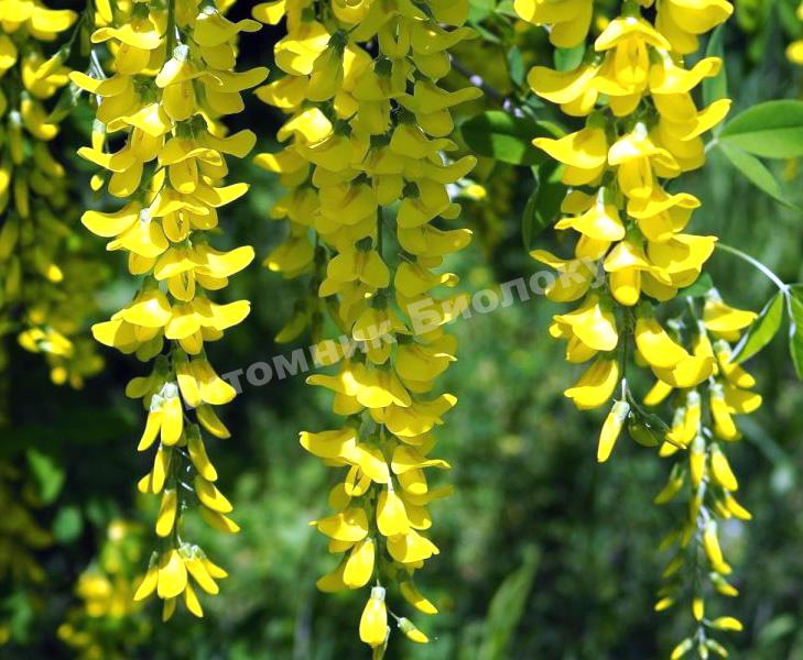 Акация желтая (Карагана древовидная, Caragana)