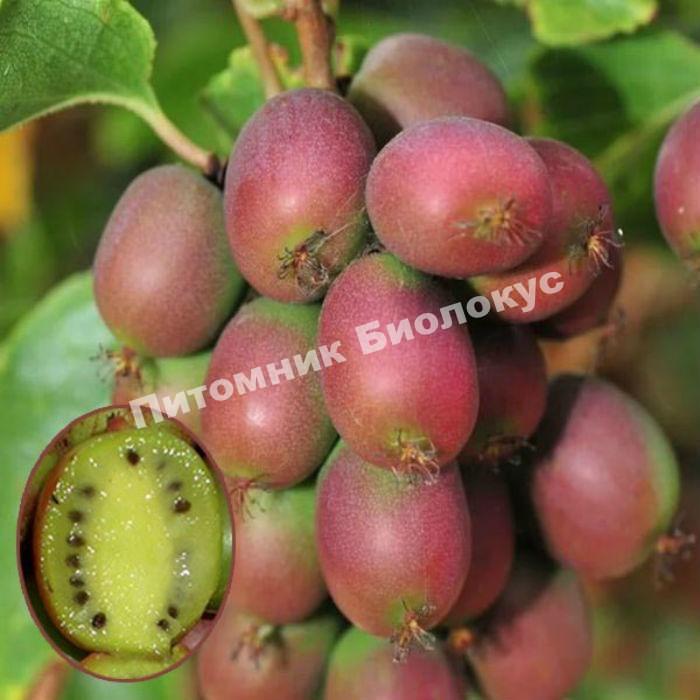 Актинидия аргута Ананасная