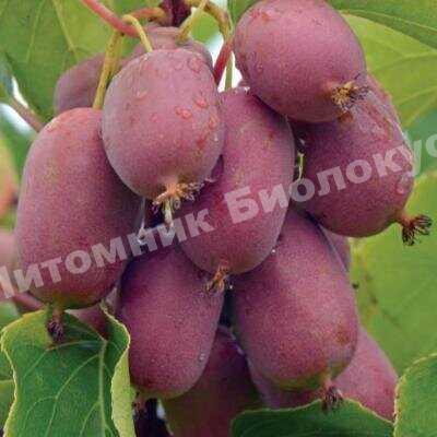 Актинидия аргута Бинго