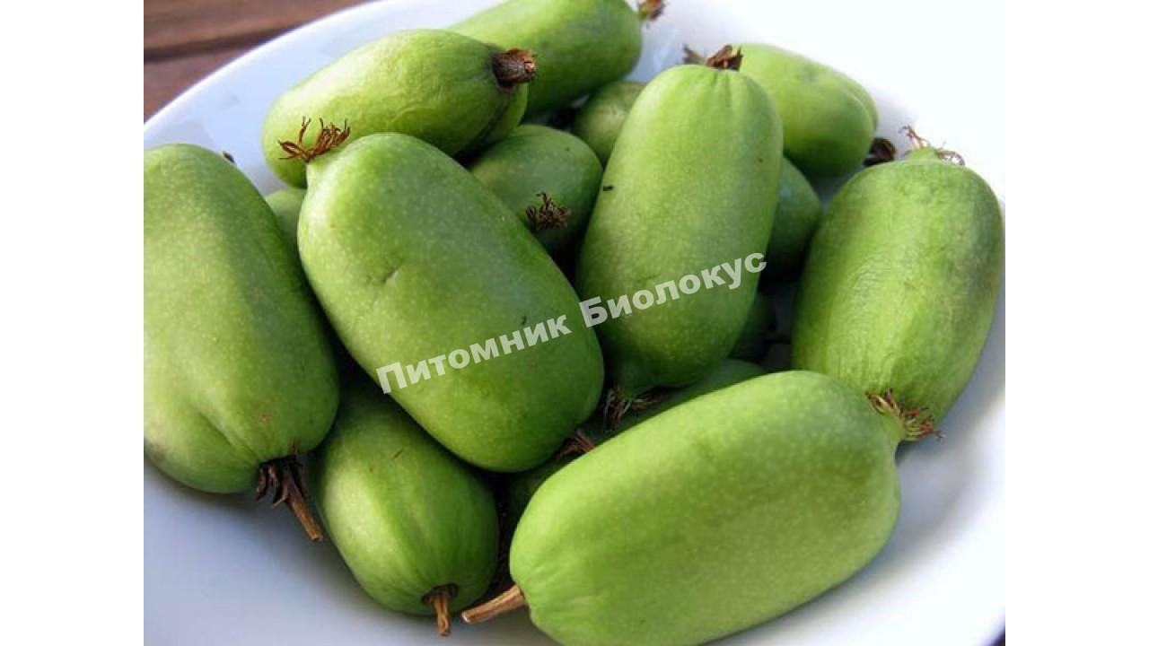 Актинидия аргута Джамбо