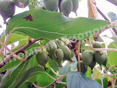 Актинидия аргута Фигурная