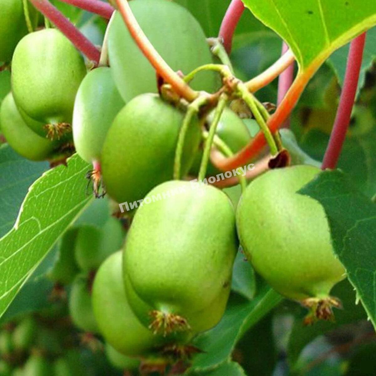 Актинидия аргута Иссей