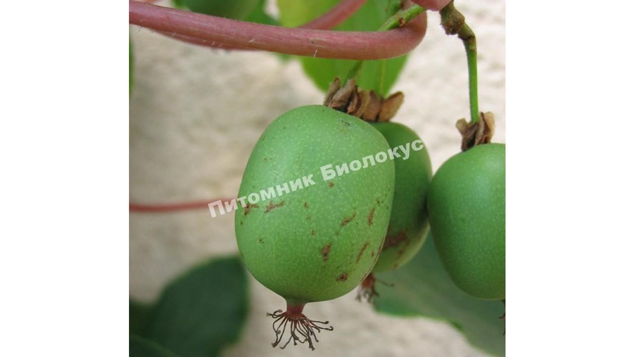 Актинидия аргута Кокува