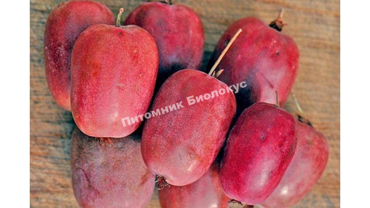 Актинидия аргута Пурпурна Садова