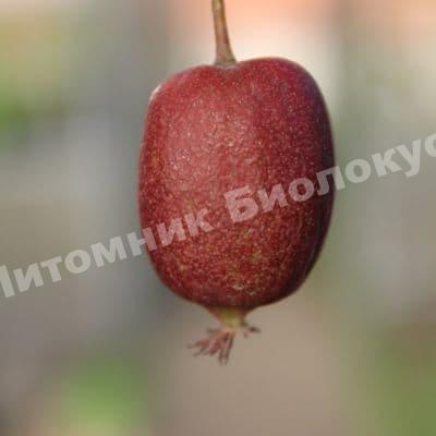 Актинидия аргута Скарлет септембер