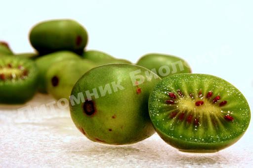 Актинидия аргута Солнечный