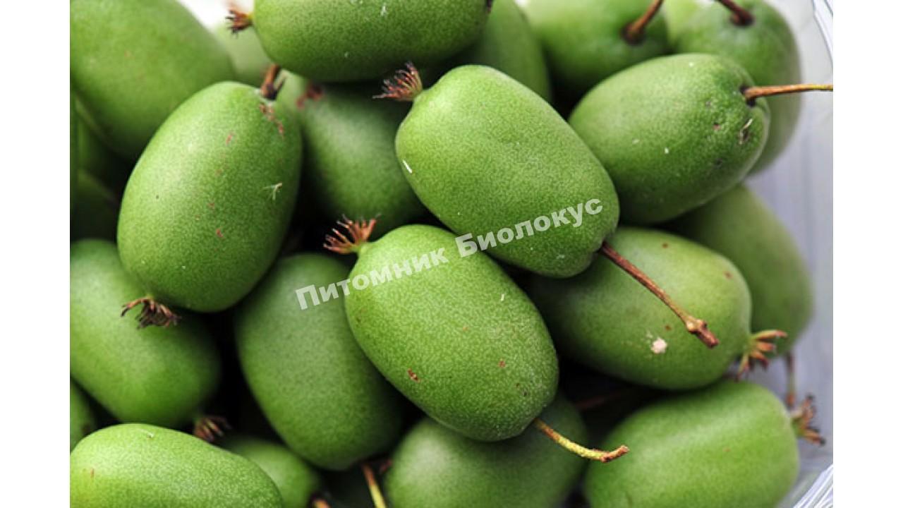 Актинидия аргута Вити Киви