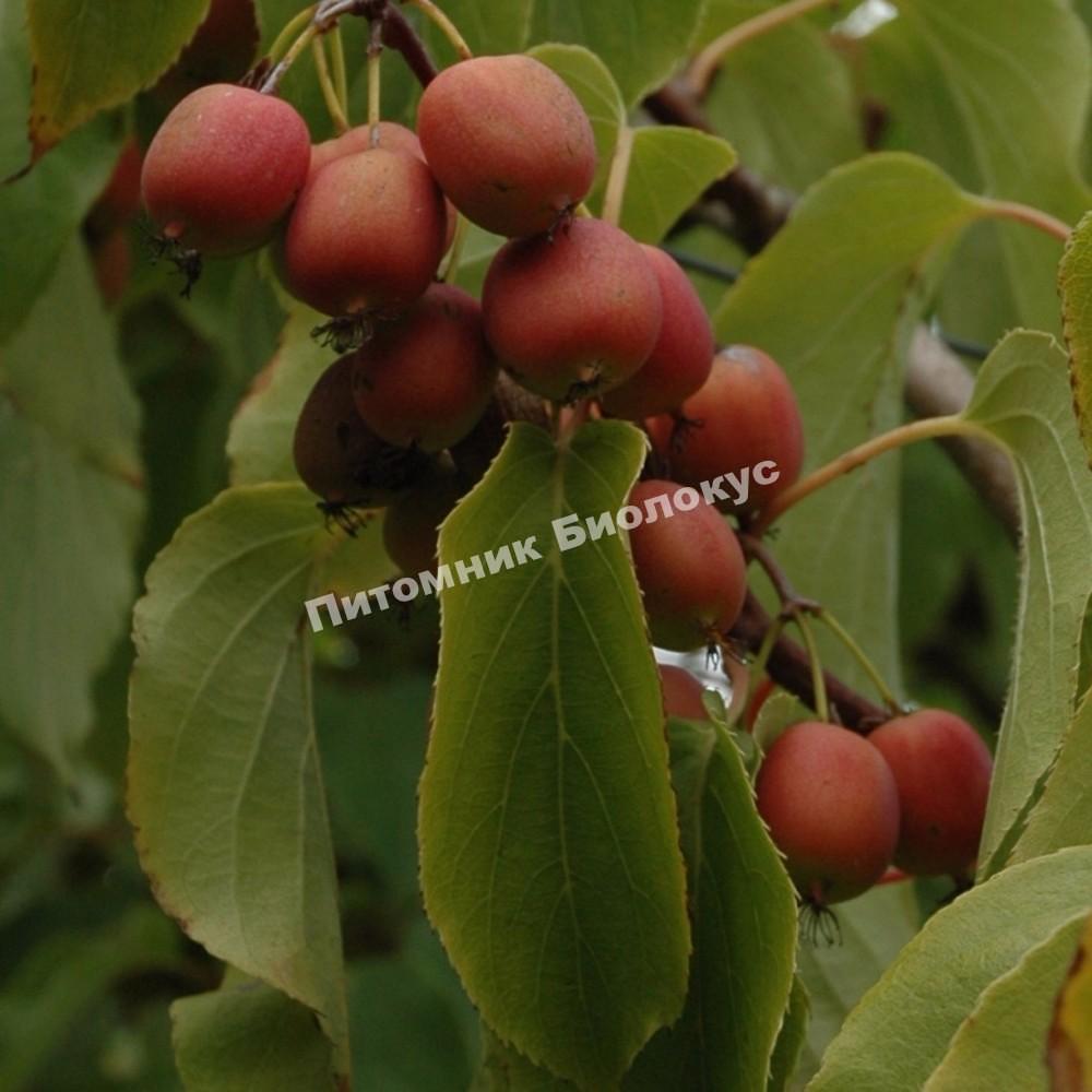 Актинидия аргута Женева