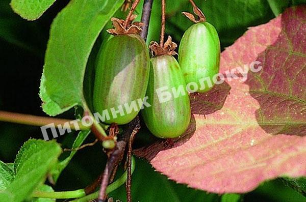 Актинидия коломикта Доктор Шимановский