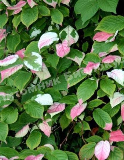 Актинидия коломикта Адам (мужской тип — опылитель)