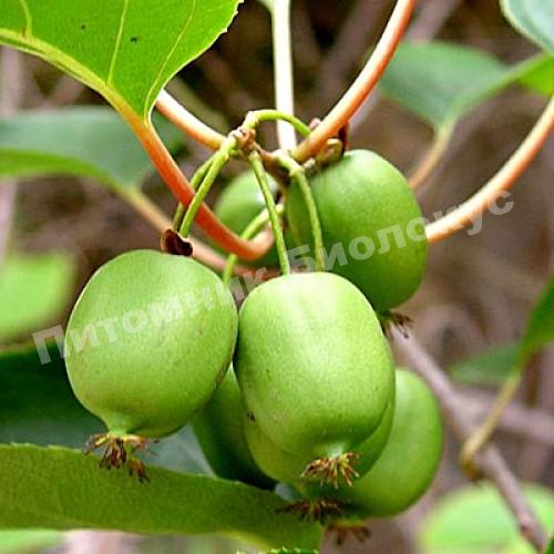 Актинидия коломикта Адам