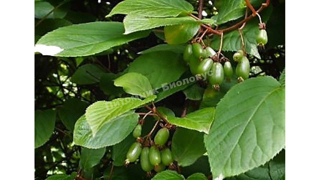 Актинидия коломикта Командор