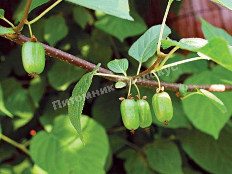 Актинидия коломикта Клара Цеткин