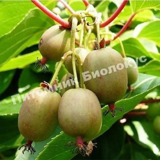 Актинидия коломикта Королева сада