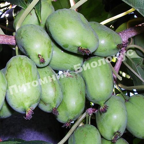 Актинидия коломикта Крупноплодная