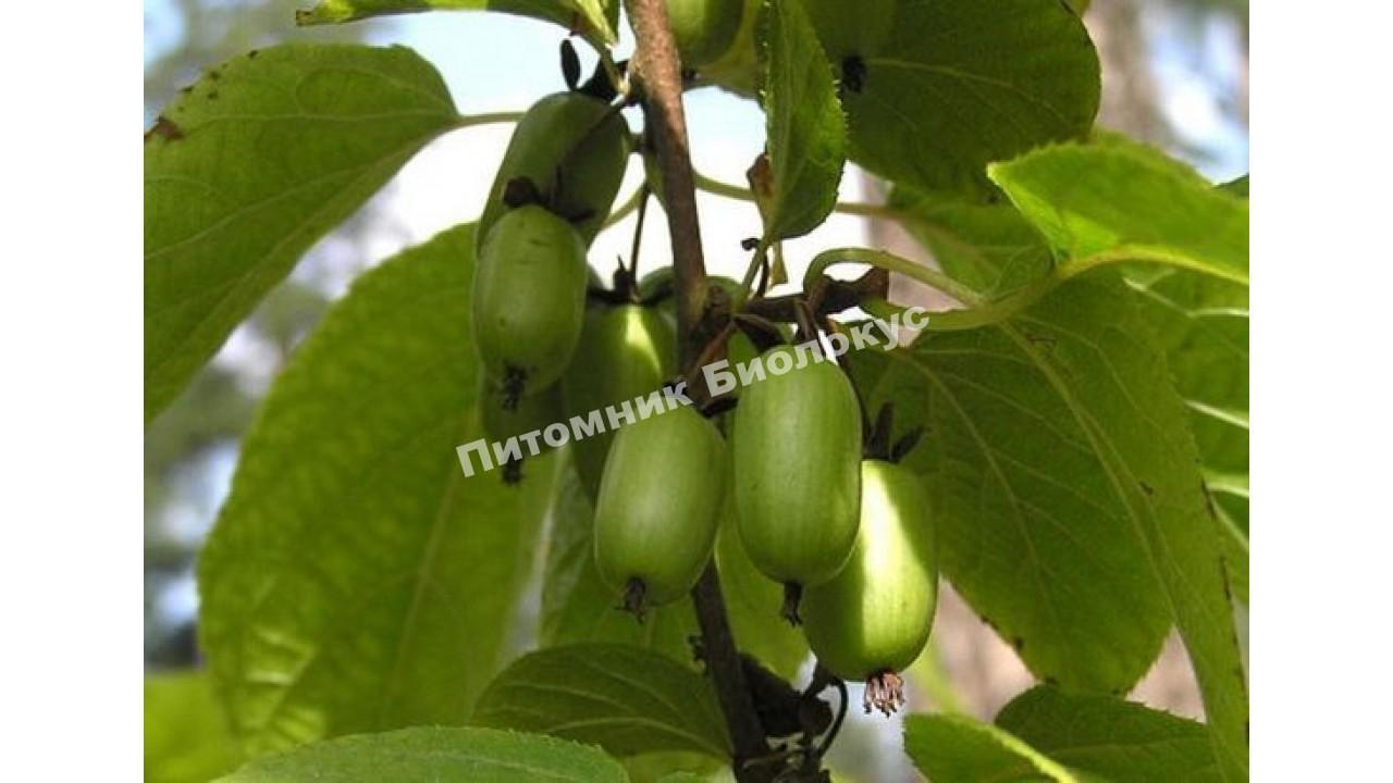 Актинидия коломикта Народная