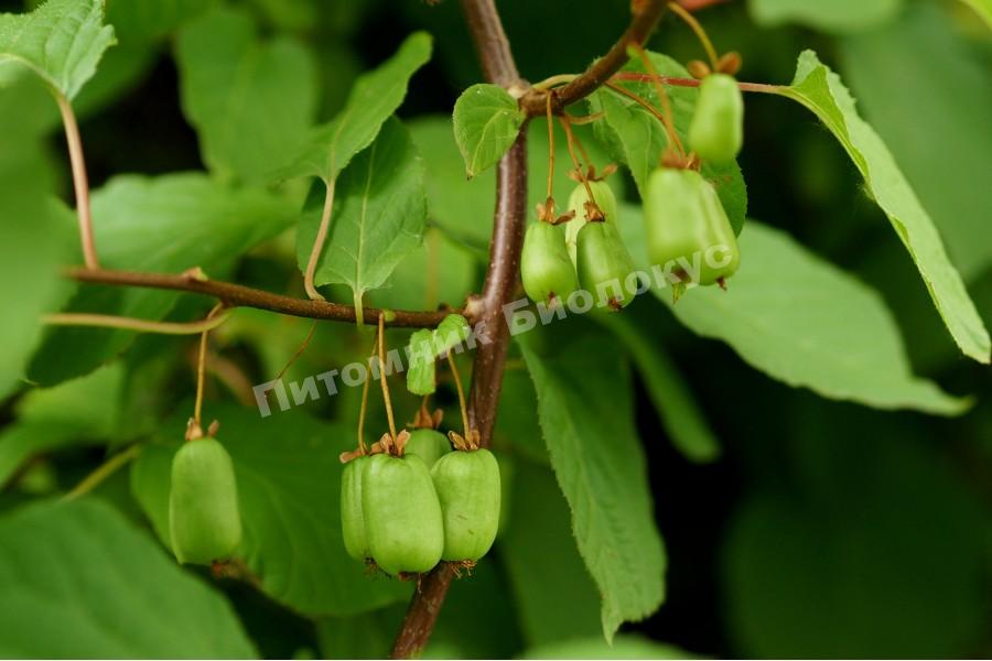 Актинидия коломикта Находка