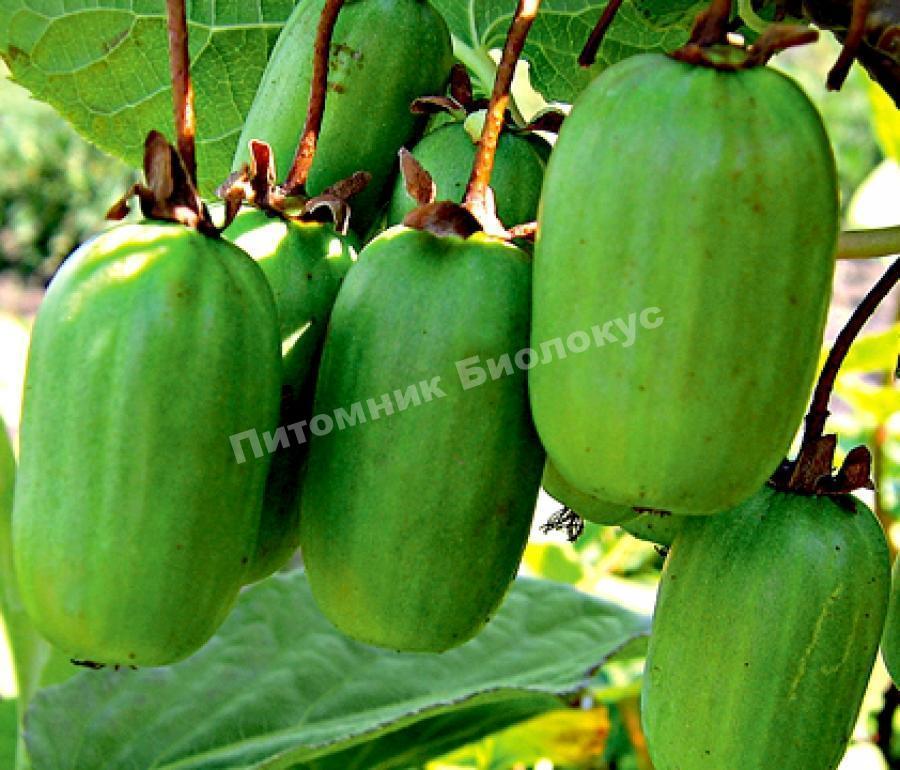 Актинидия коломикта Отличница