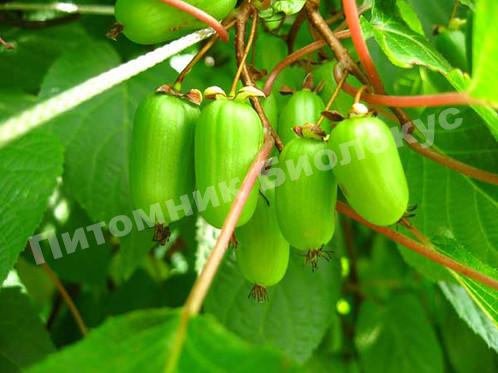 Актинидия коломикта Память учителя