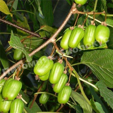 Актинидия коломикта Сентябрьская