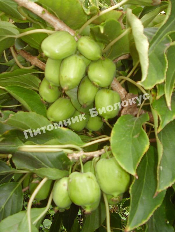 Актинидия коломикта Сорока