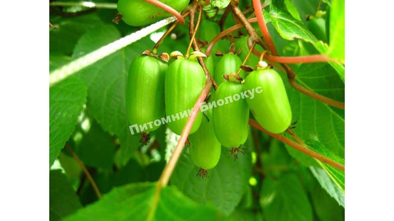 Актинидия коломикта Вафельная