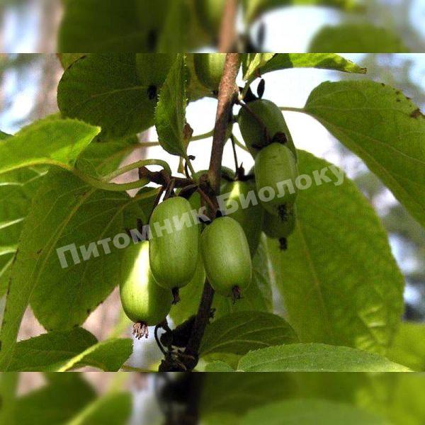 Актинидия коломикта Витаминная