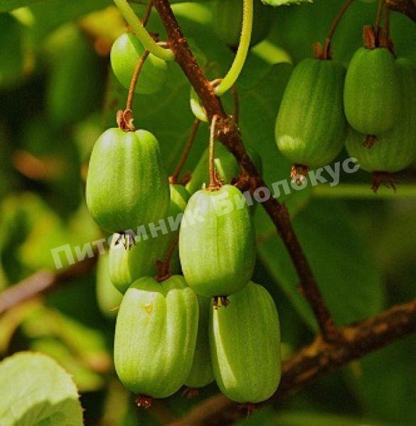 Актинидия коломикта Земляничная