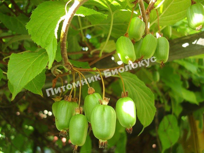 Актинидия коломикта Лакомка