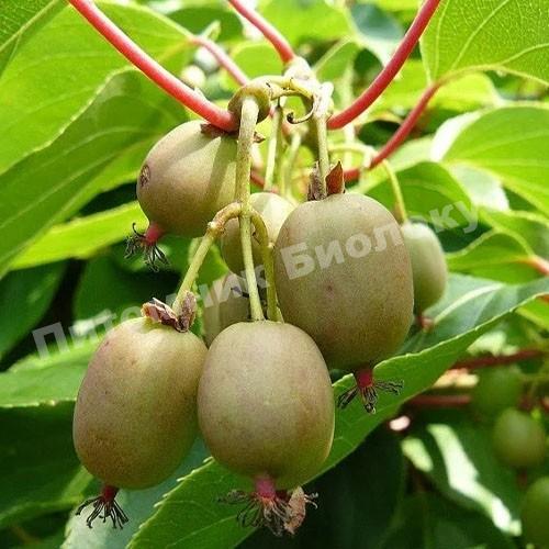 Актинидия Оригинальная