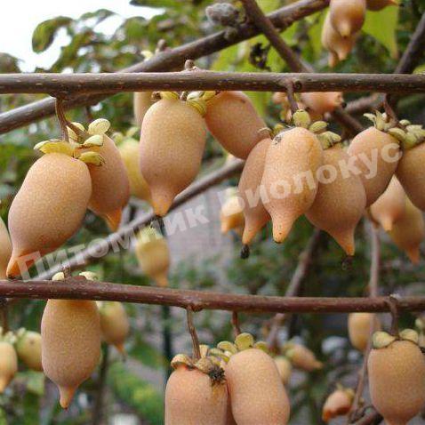 Актинидия полигама Желтая веретено