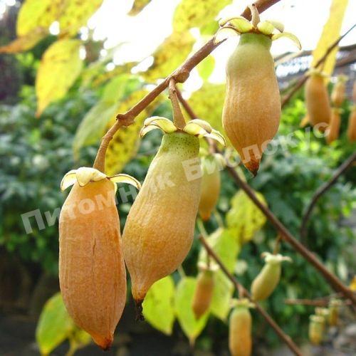 Актинидия полигама Злата