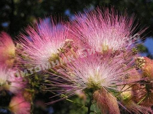 Альбиция Шелковая