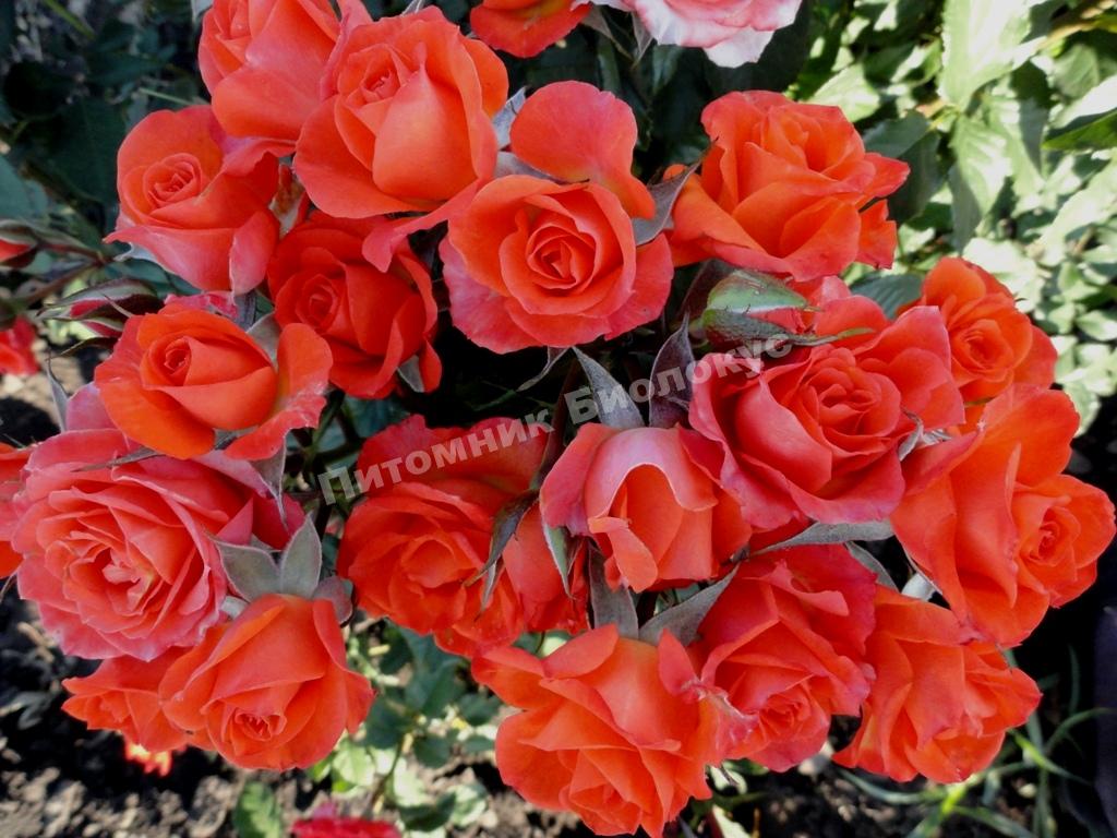 Роза бордюрная Аллергия