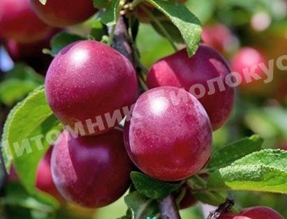 Алыча Дюймовочка