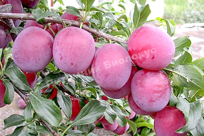 Алыча Гармония